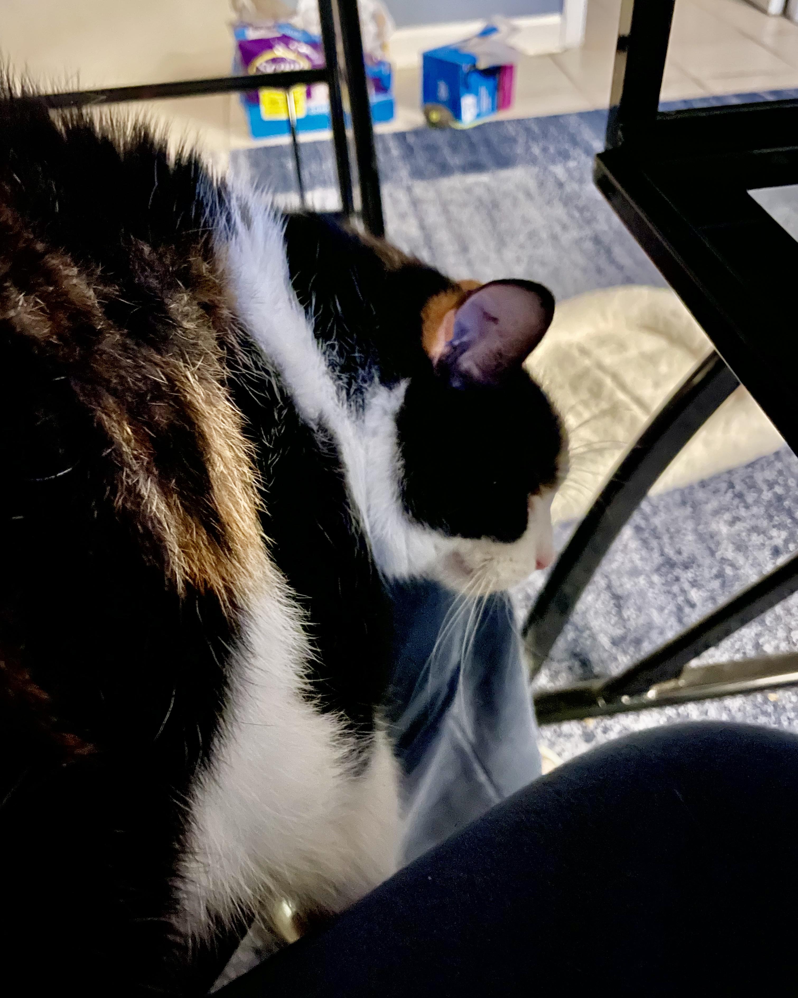 MAISIE SOS, a Adoptable Calico in Churchville, PA image 4/5