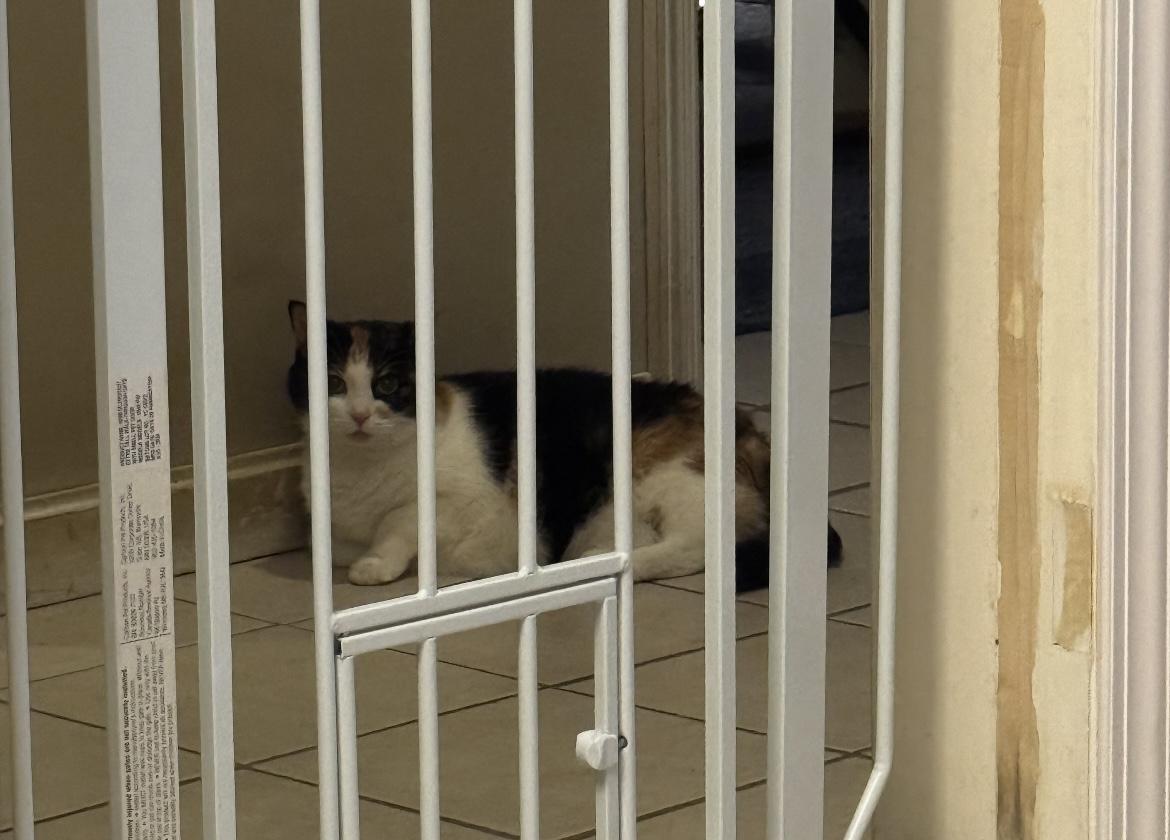 MAISIE SOS, a Adoptable Calico in Churchville, PA image 3/5