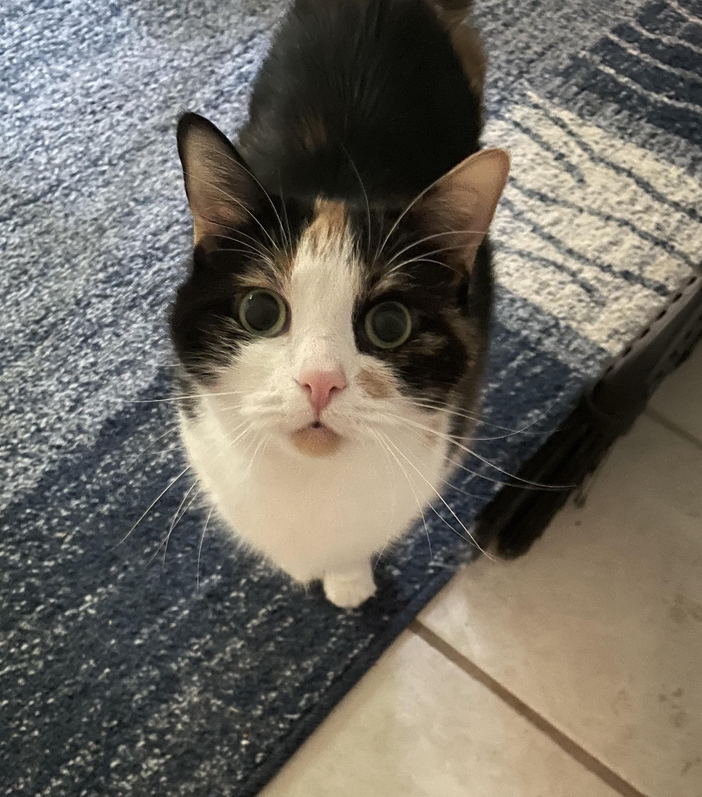 MAISIE SOS, Adoptable, Senior Female Calico.
