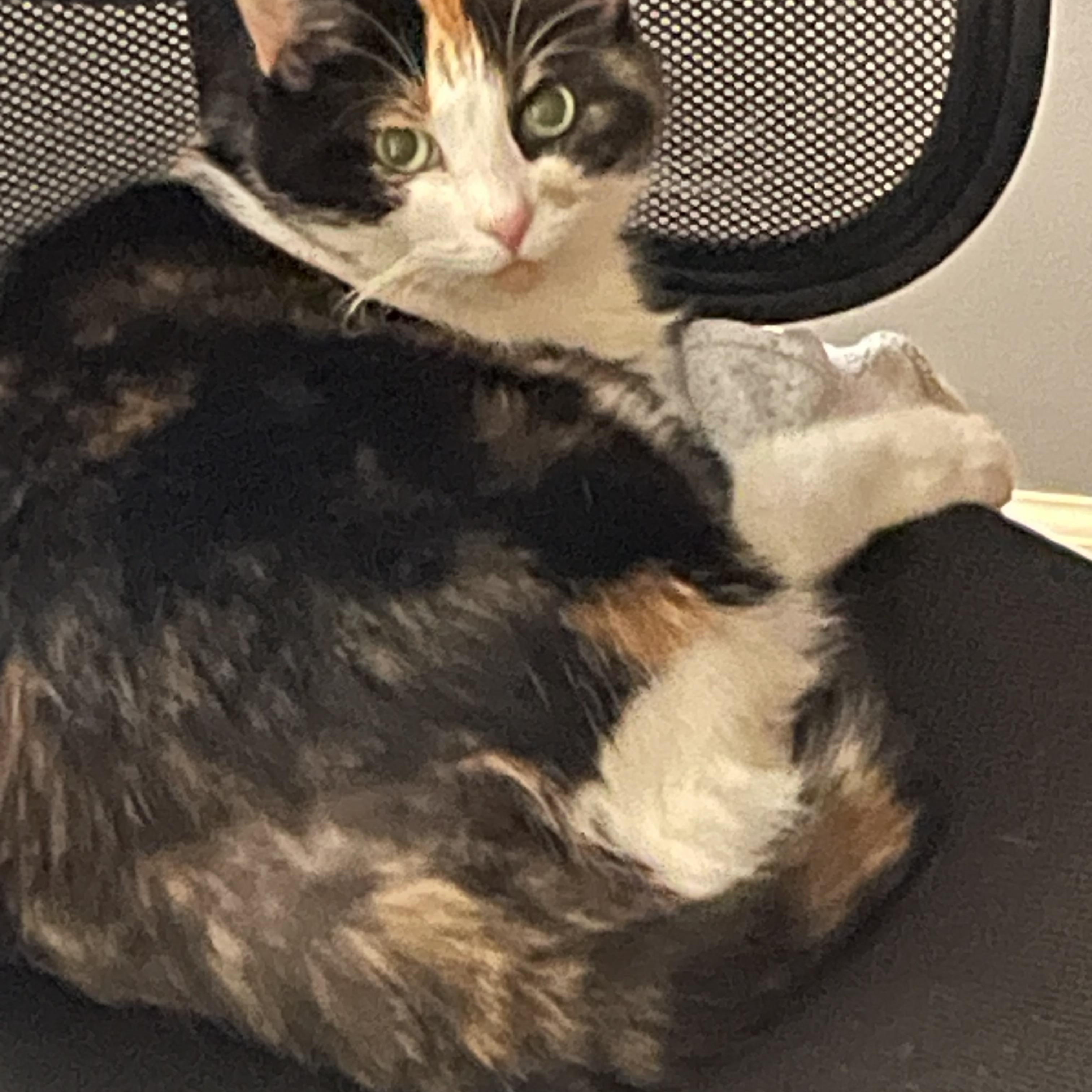 MAISIE SOS, a Adoptable Calico in Churchville, PA image 5/5