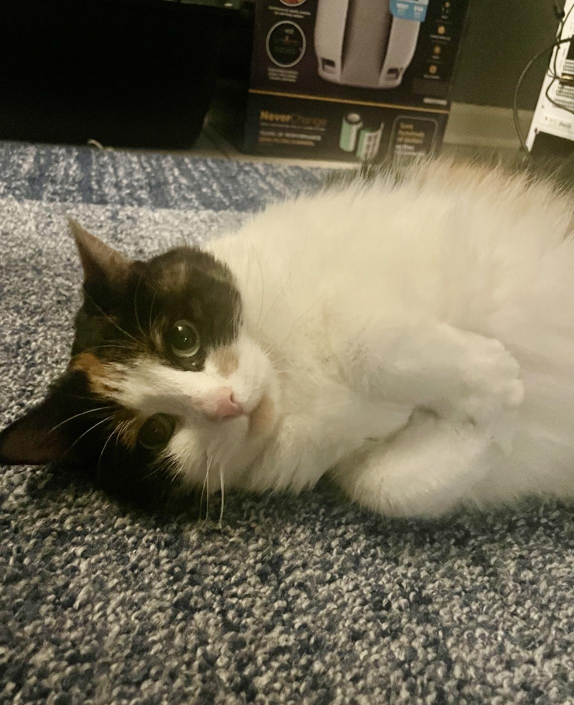 MAISIE SOS, a Adoptable Calico in Churchville, PA image 2/5