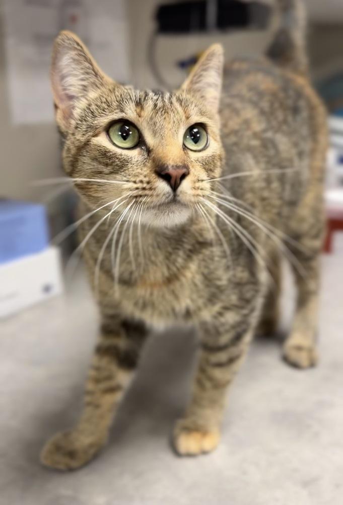 Chewie, Adoptable, Adult Female Domestic Short Hair.