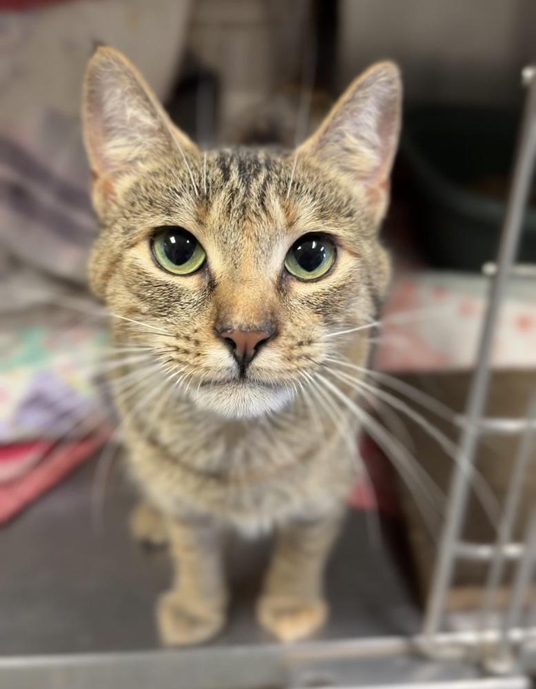 Enlarge Chewie, a Adoptable mixed breed in Bemidji, MN image 2/2
