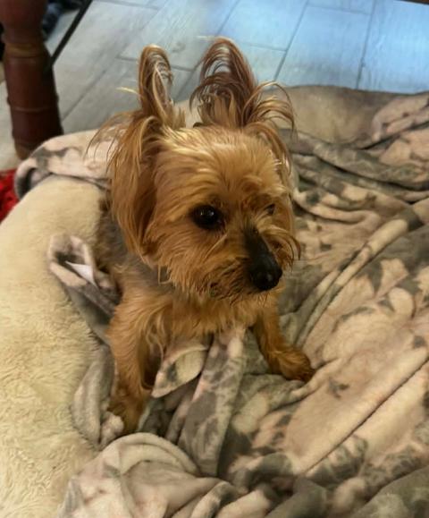 Enlarge Teddy, a Adopted Yorkshire Terrier in Osteen, FL image 1/1