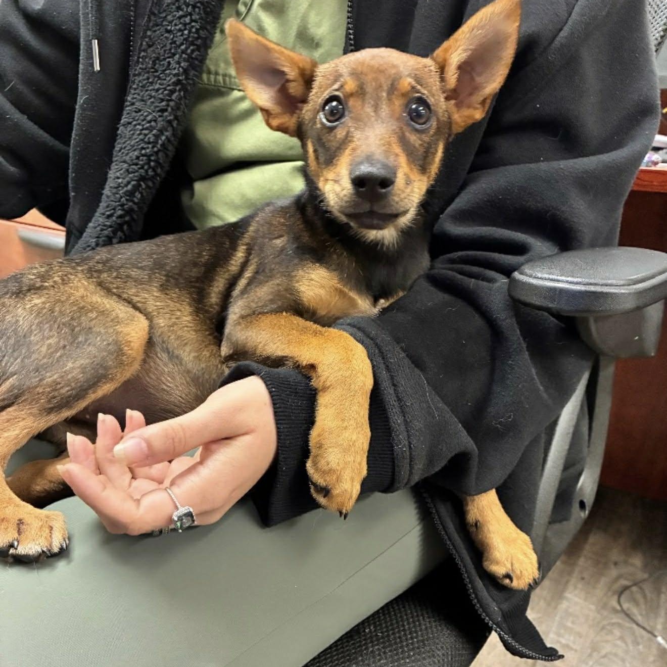 Adele, ADOPTABLE, Puppy Female Corgi & Chihuahua.