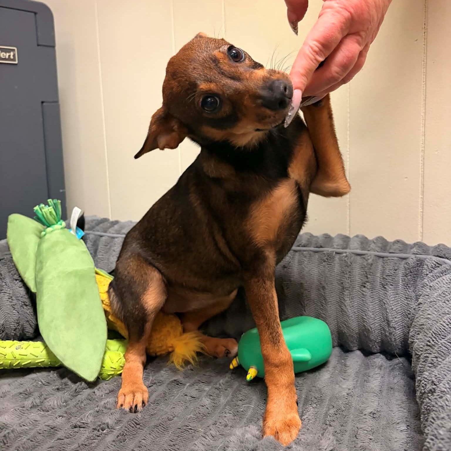 Adele, a ADOPTABLE mixed breed in Enfield, CT image 3/4