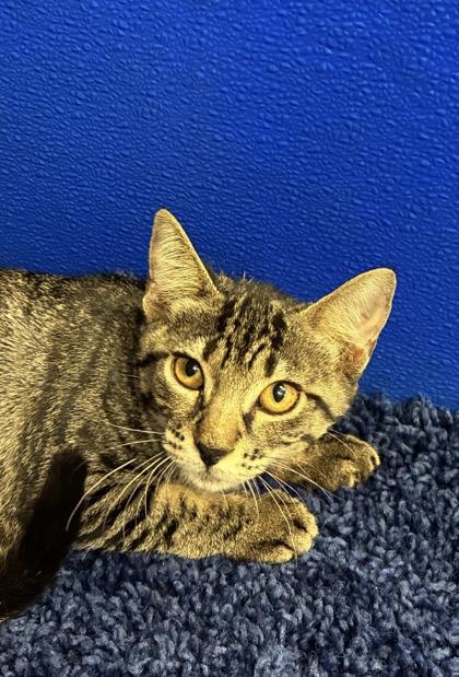 Enlarge Moonbeam, a Adoptable mixed breed in Picayune, MS image 2/3