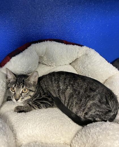 Enlarge Moonbeam, a Adoptable mixed breed in Picayune, MS image 3/3
