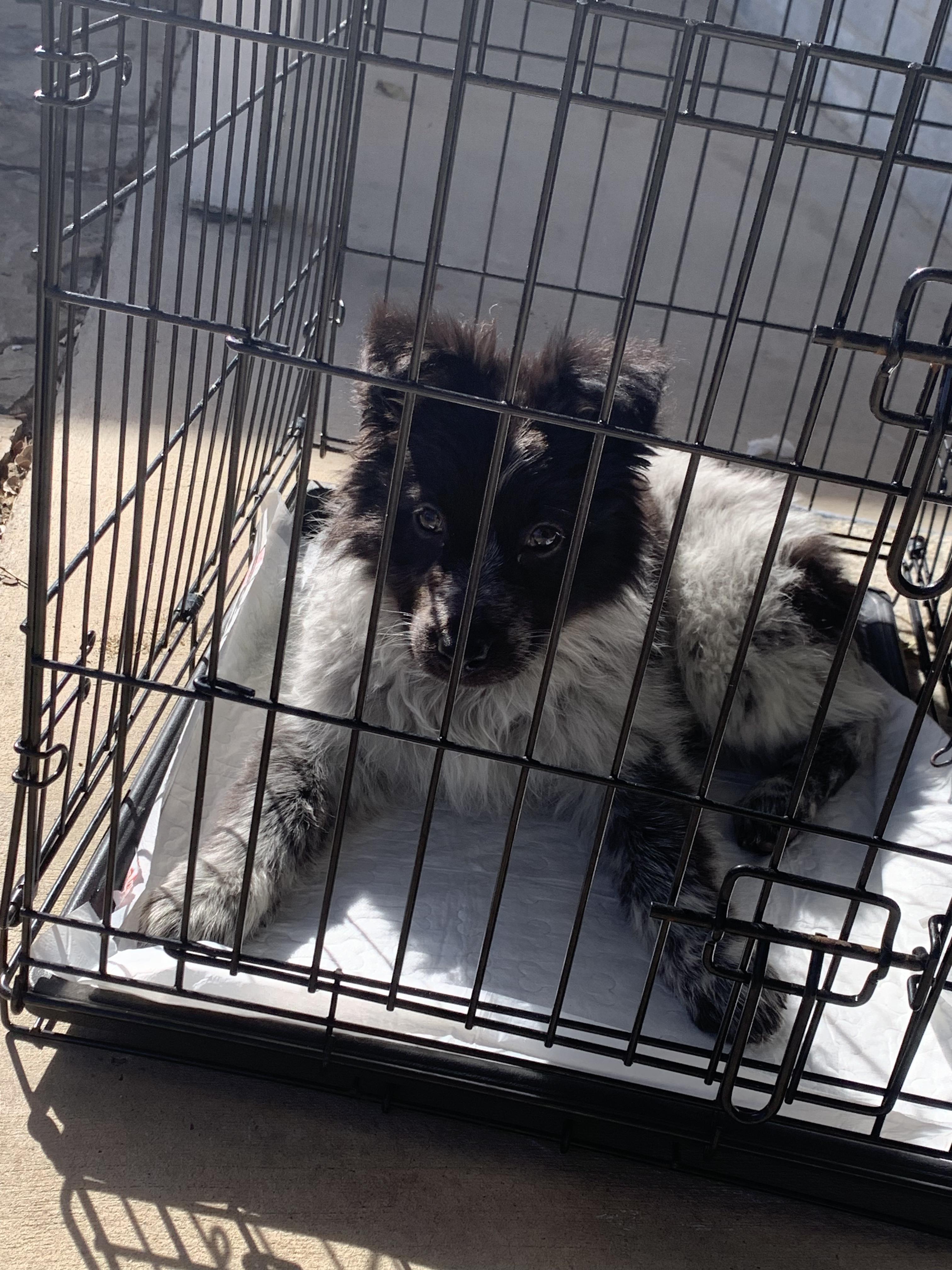 Enlarge Trixie (Waco), an adopted mixed breed in Waco, TX image 2/4