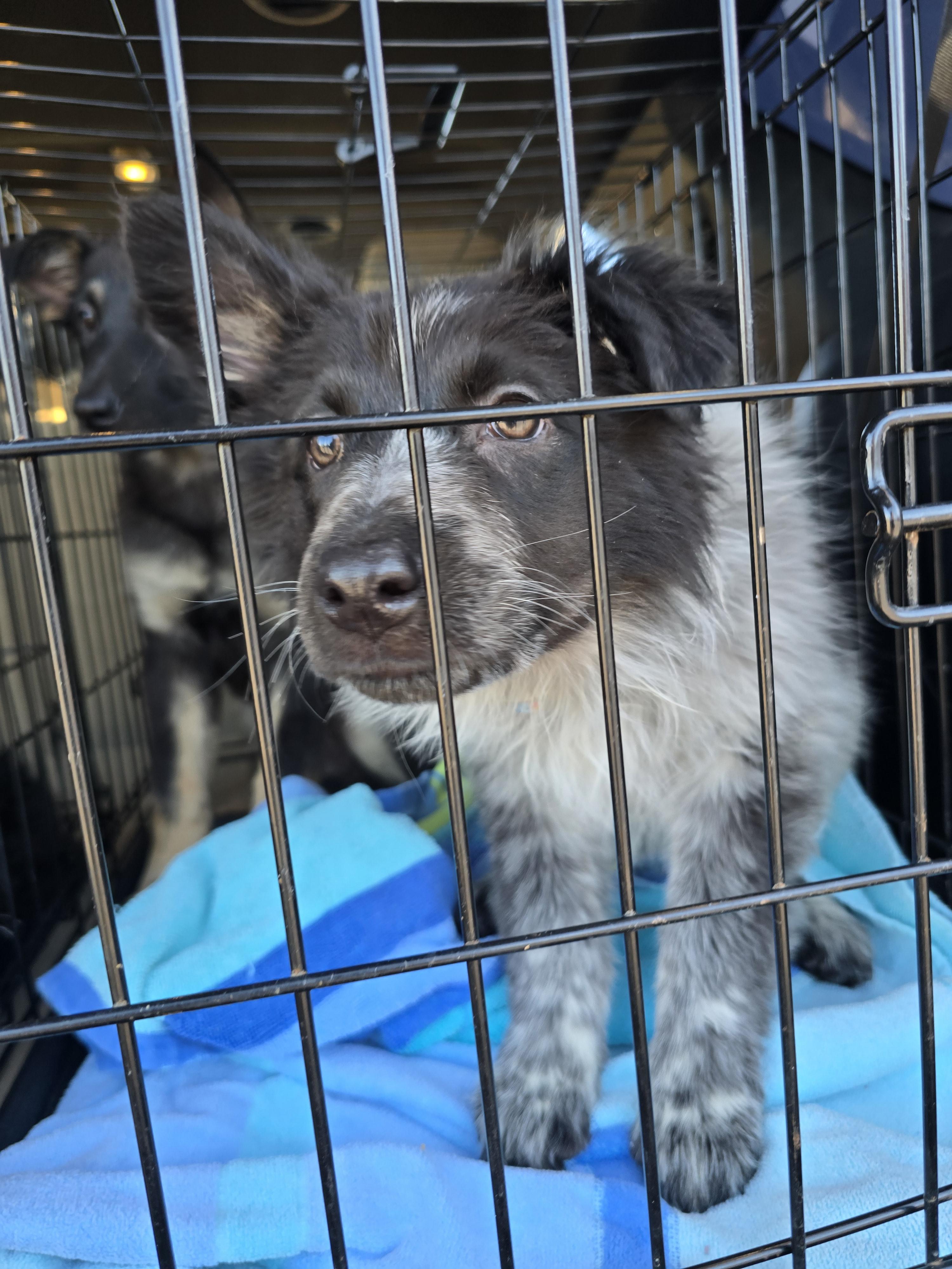 Enlarge Trixie (Waco), an adopted mixed breed in Waco, TX image 3/4