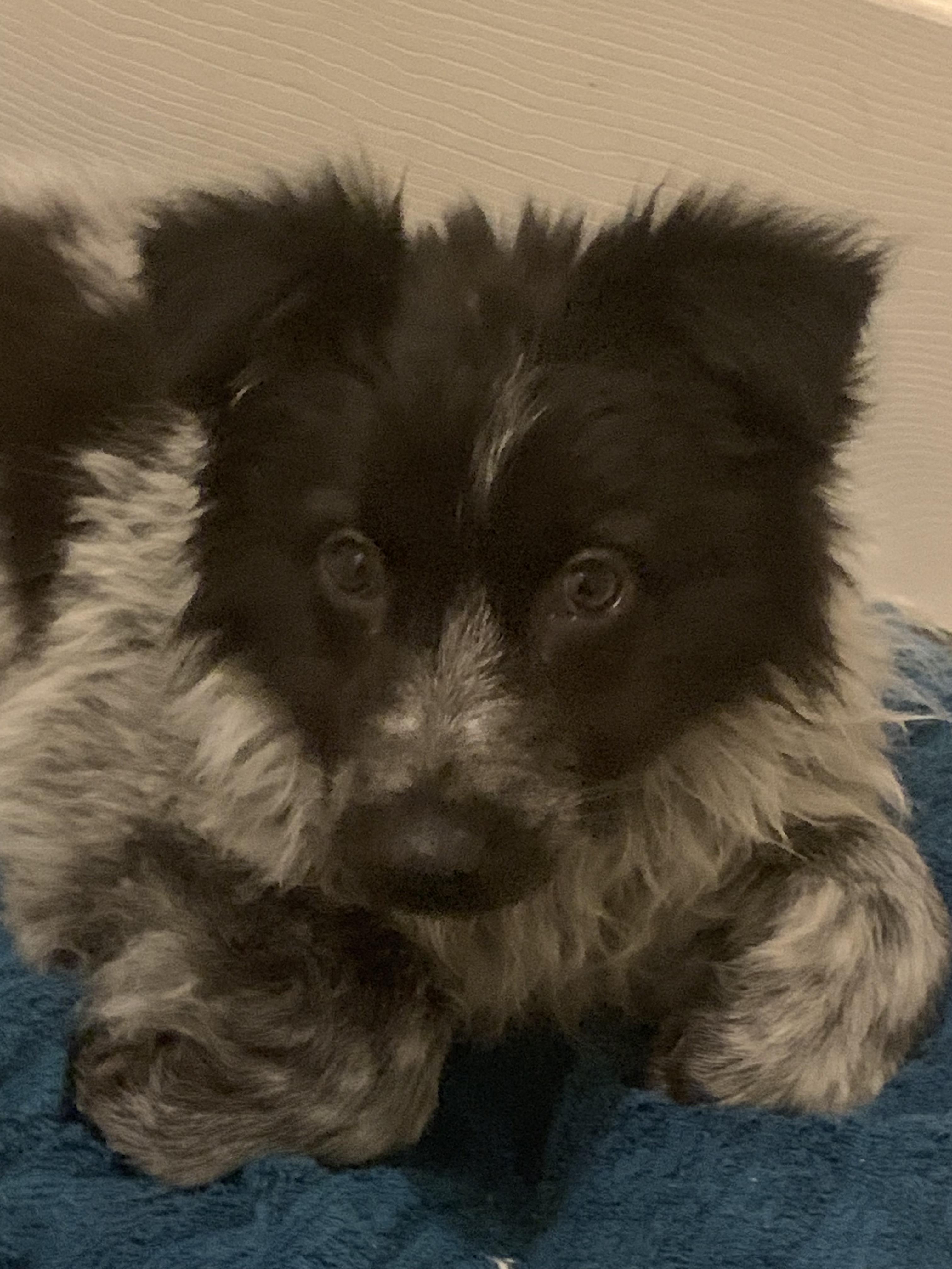 Enlarge Trixie (Waco), an adopted mixed breed in Waco, TX image 1/4