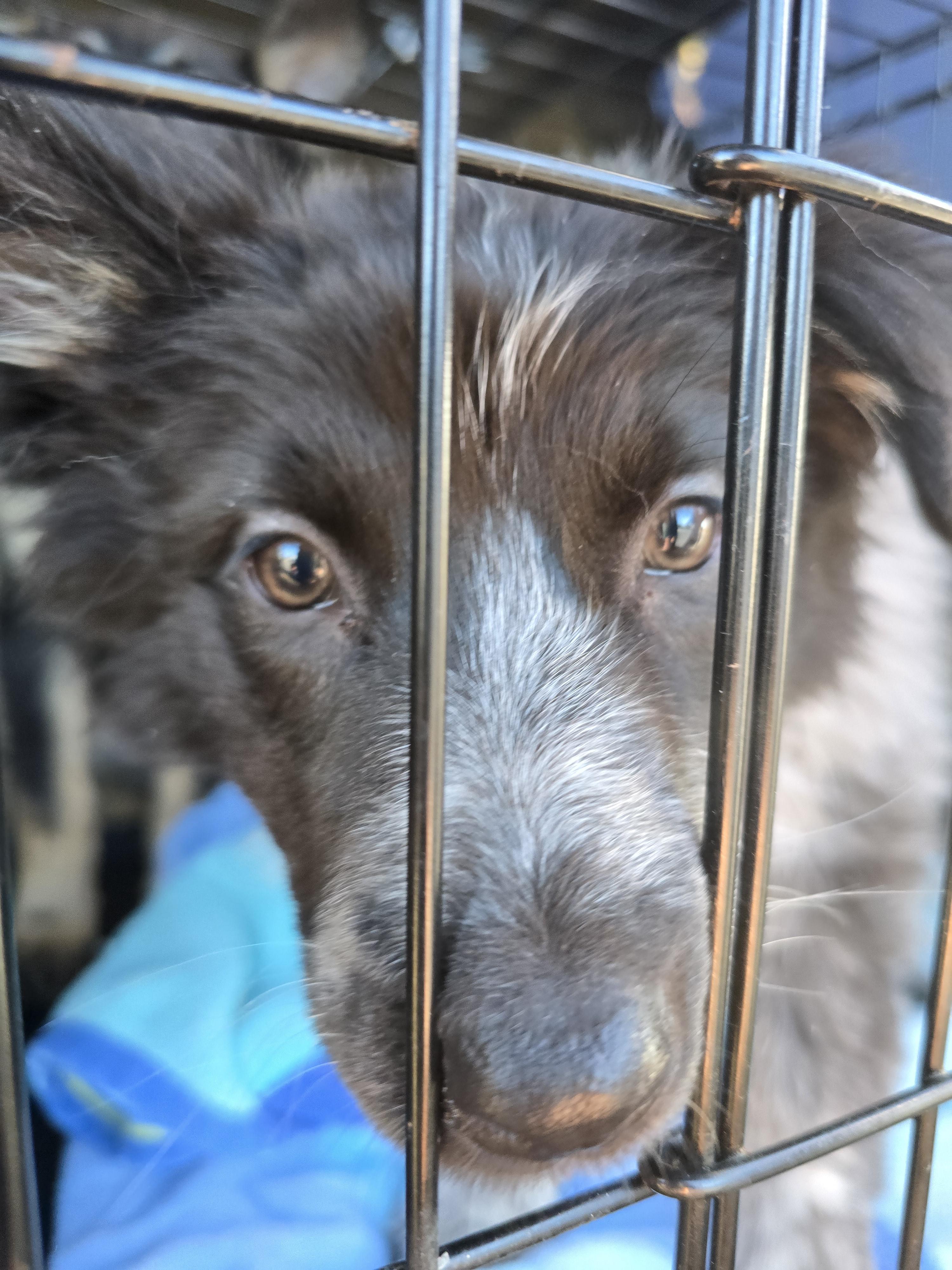 Enlarge Trixie (Waco), an adopted mixed breed in Waco, TX image 4/4