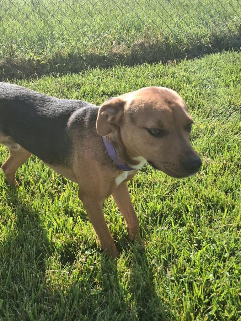 Harley MO, a Adoptable Labrador Retriever in Midway, UT image 1/3