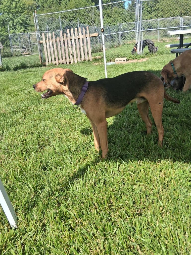 Harley MO, a Adoptable Labrador Retriever in Midway, UT image 2/3