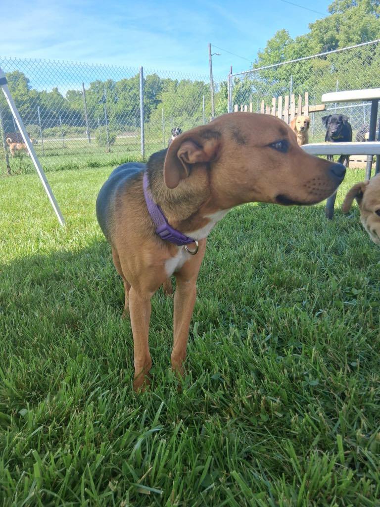 Harley MO, a Adoptable Labrador Retriever in Midway, UT image 3/3
