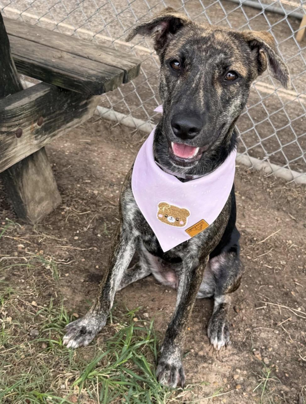 Enlarge Melody, a Adoptable Plott Hound in Parker, CO image 2/4