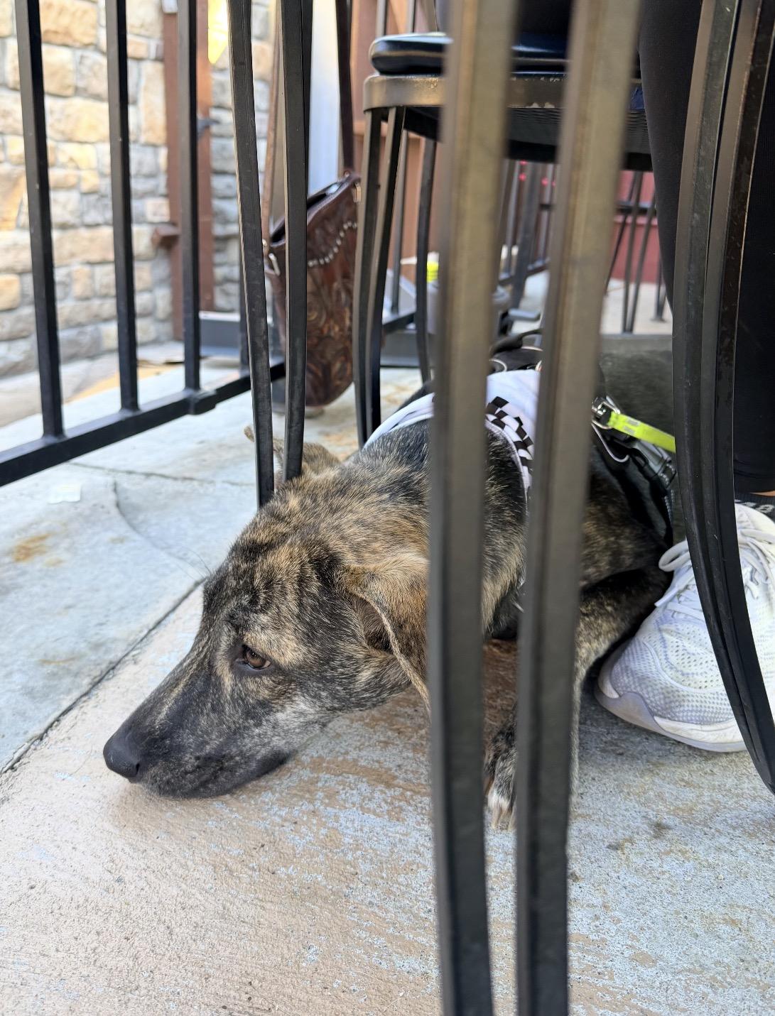 Enlarge Melody, a Adoptable Plott Hound in Parker, CO image 4/4