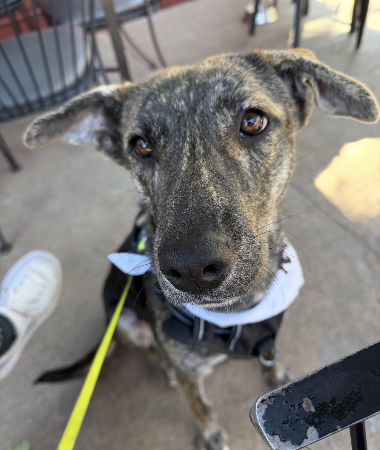 Enlarge Melody, a Adoptable Plott Hound in Parker, CO image 1/4
