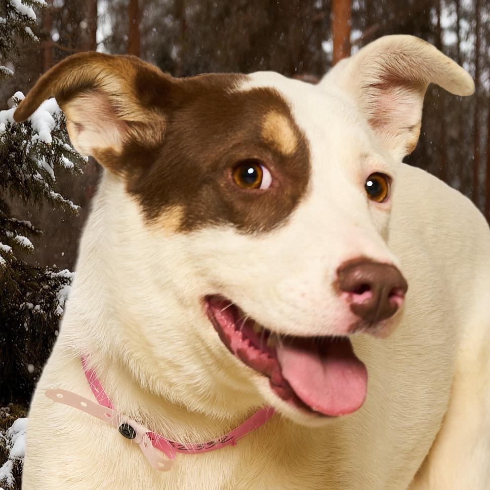 Claire, Adoptable, Young Female Cattle Dog & Mixed Breed.