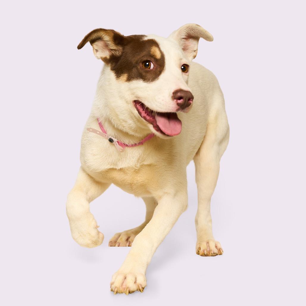 Enlarge Claire, a Adoptable mixed breed in Nashville, TN image 2/6