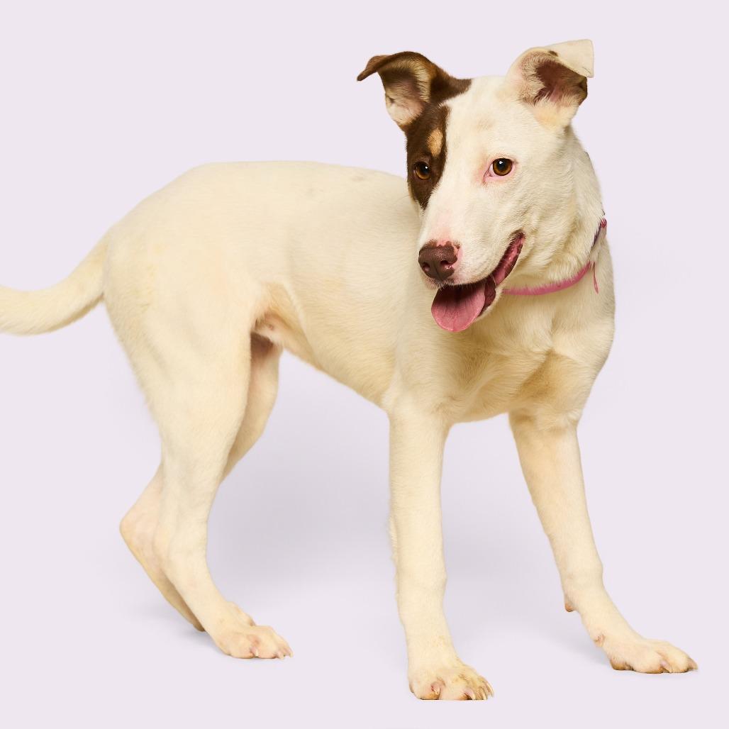 Enlarge Claire, a Adoptable mixed breed in Nashville, TN image 4/6