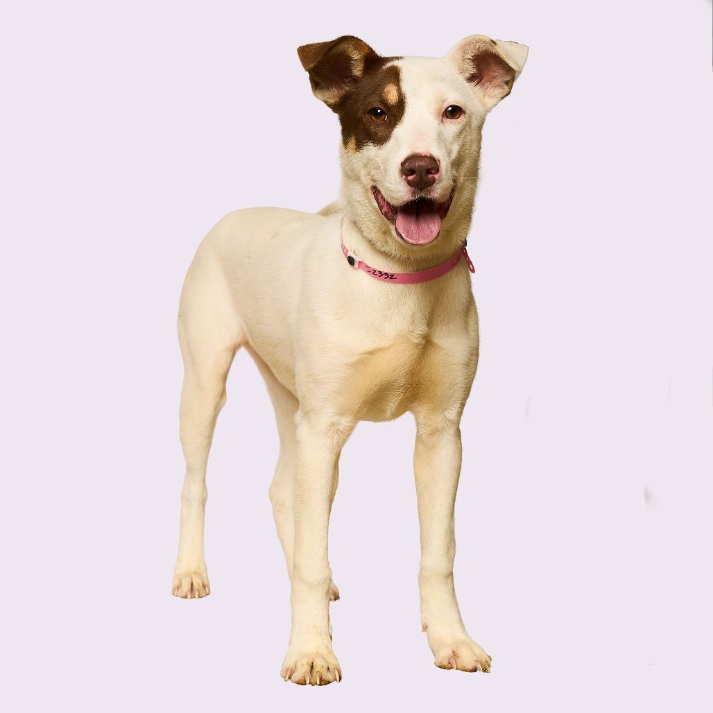 Enlarge Claire, a Adoptable mixed breed in Nashville, TN image 6/6