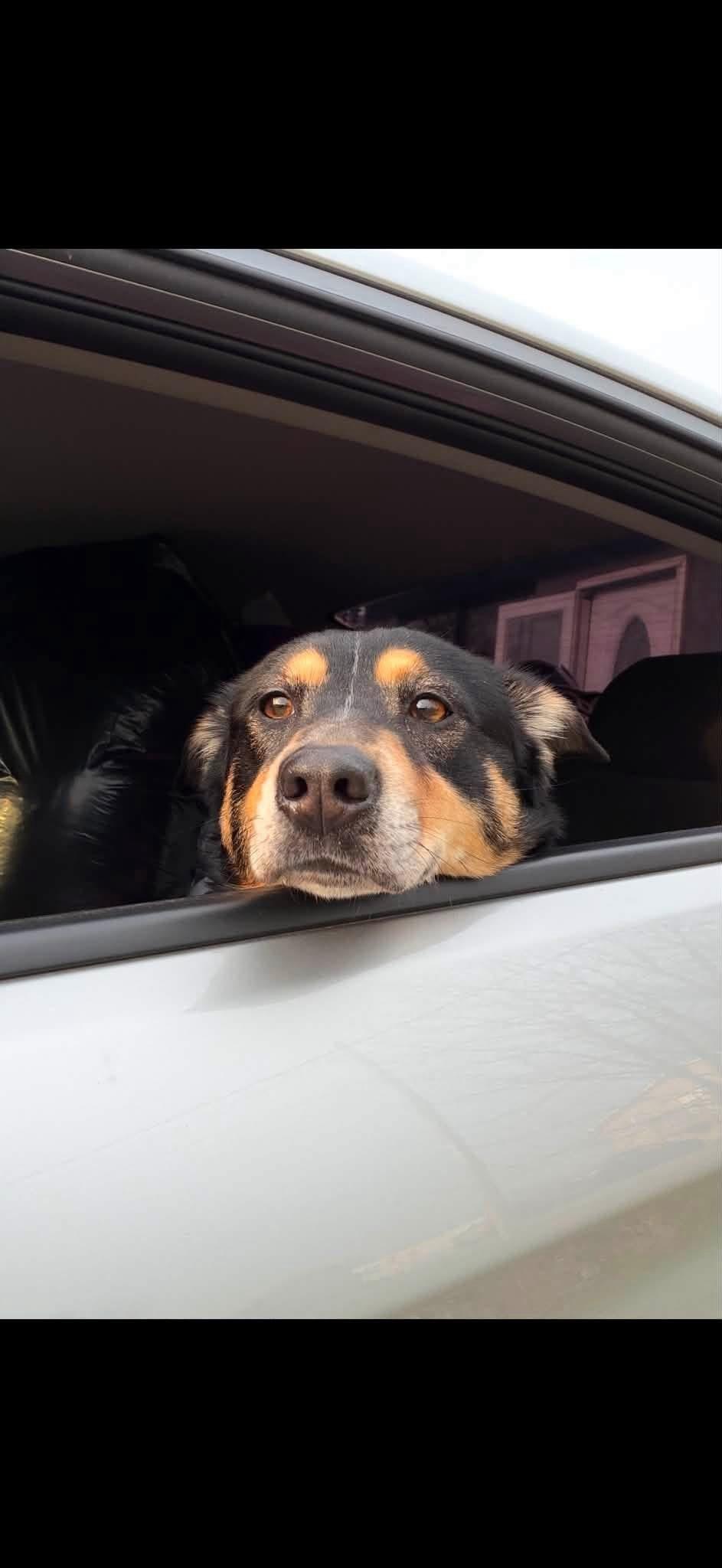 Blondie (Courtesy Post), Adoptable, Adult Female Mixed Breed & Australian Kelpie.