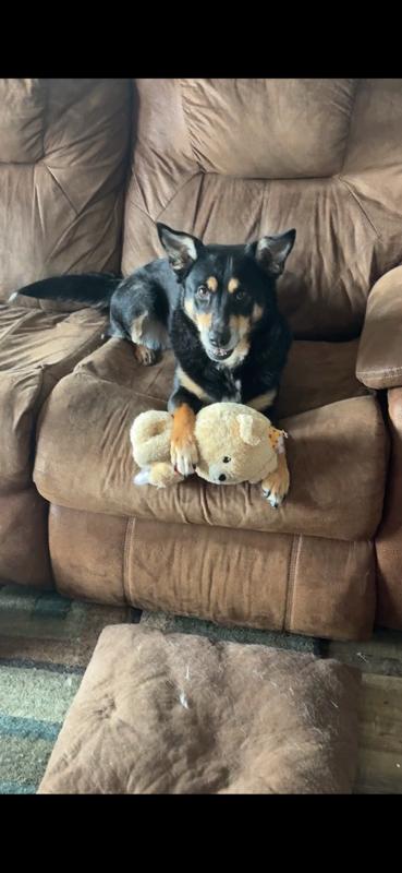 Enlarge Blondie (Courtesy Post), a Adoptable mixed breed in Talbott, TN image 3/3