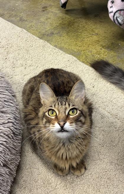 Julian, Adoptable, Young Male Manx & Domestic Medium Hair.