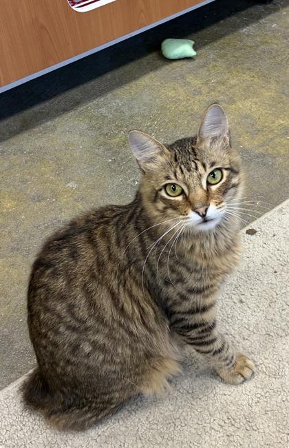 Enlarge Julian, a Adoptable mixed breed in Picayune, MS image 2/3