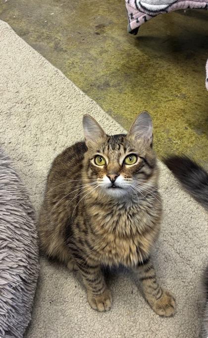 Enlarge Julian, a Adoptable mixed breed in Picayune, MS image 3/3