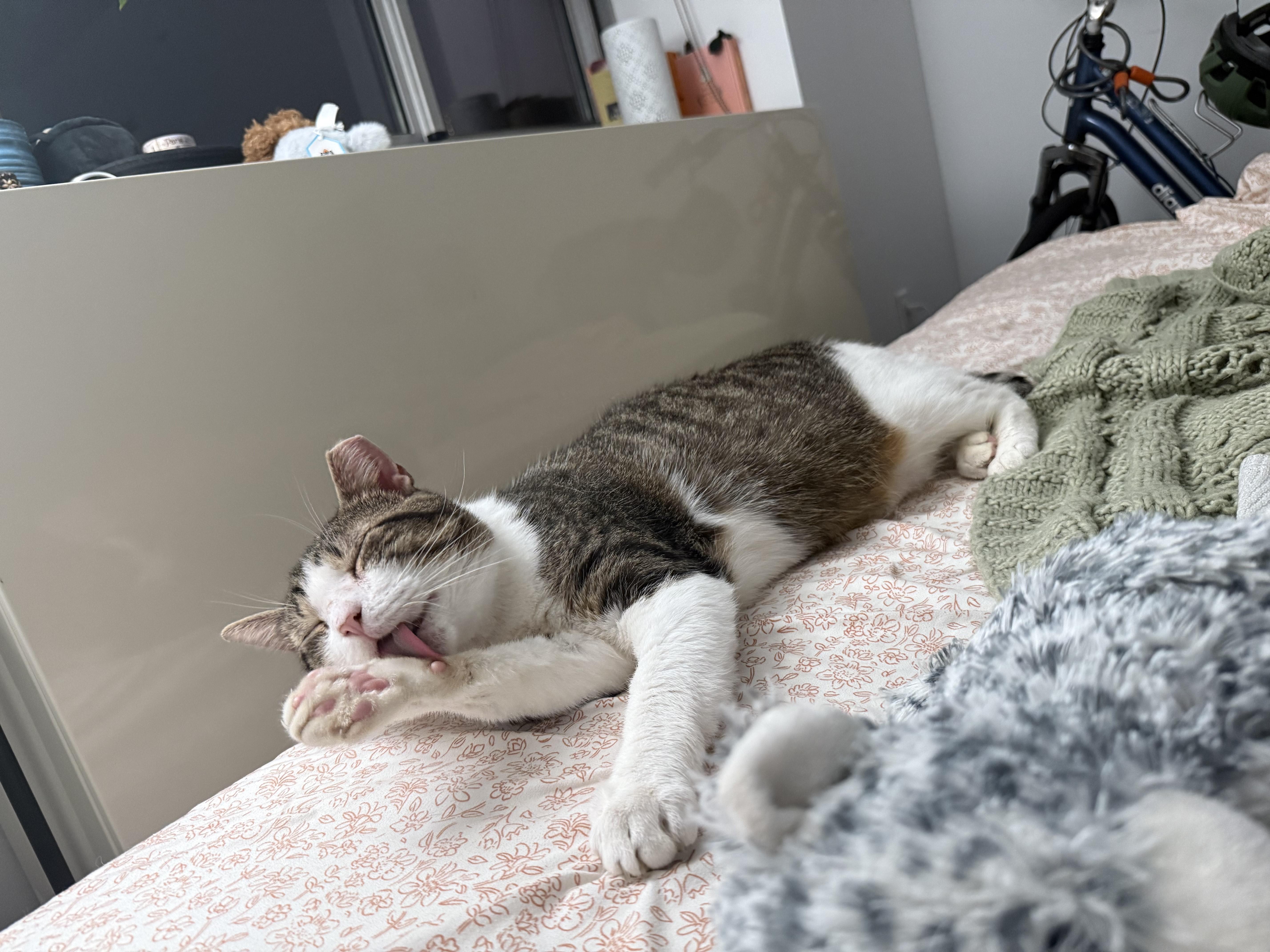 Enlarge Ducky, a Adoptable mixed breed in New York, NY image 2/4