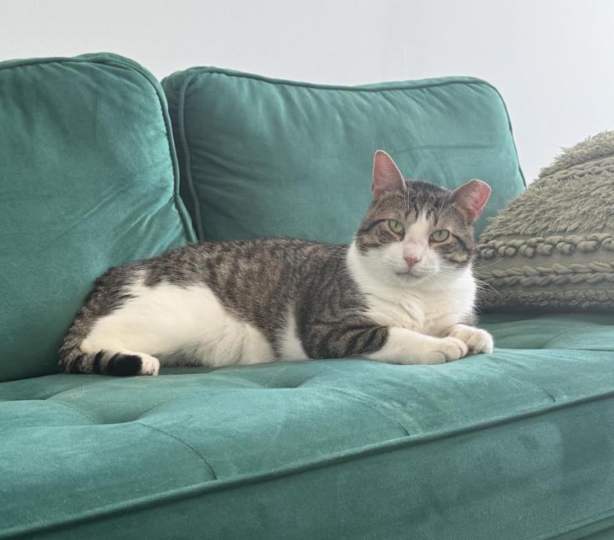 Ducky ** $14 adoption fee** , Adoptable, Young Male Tabby & Domestic Short Hair.