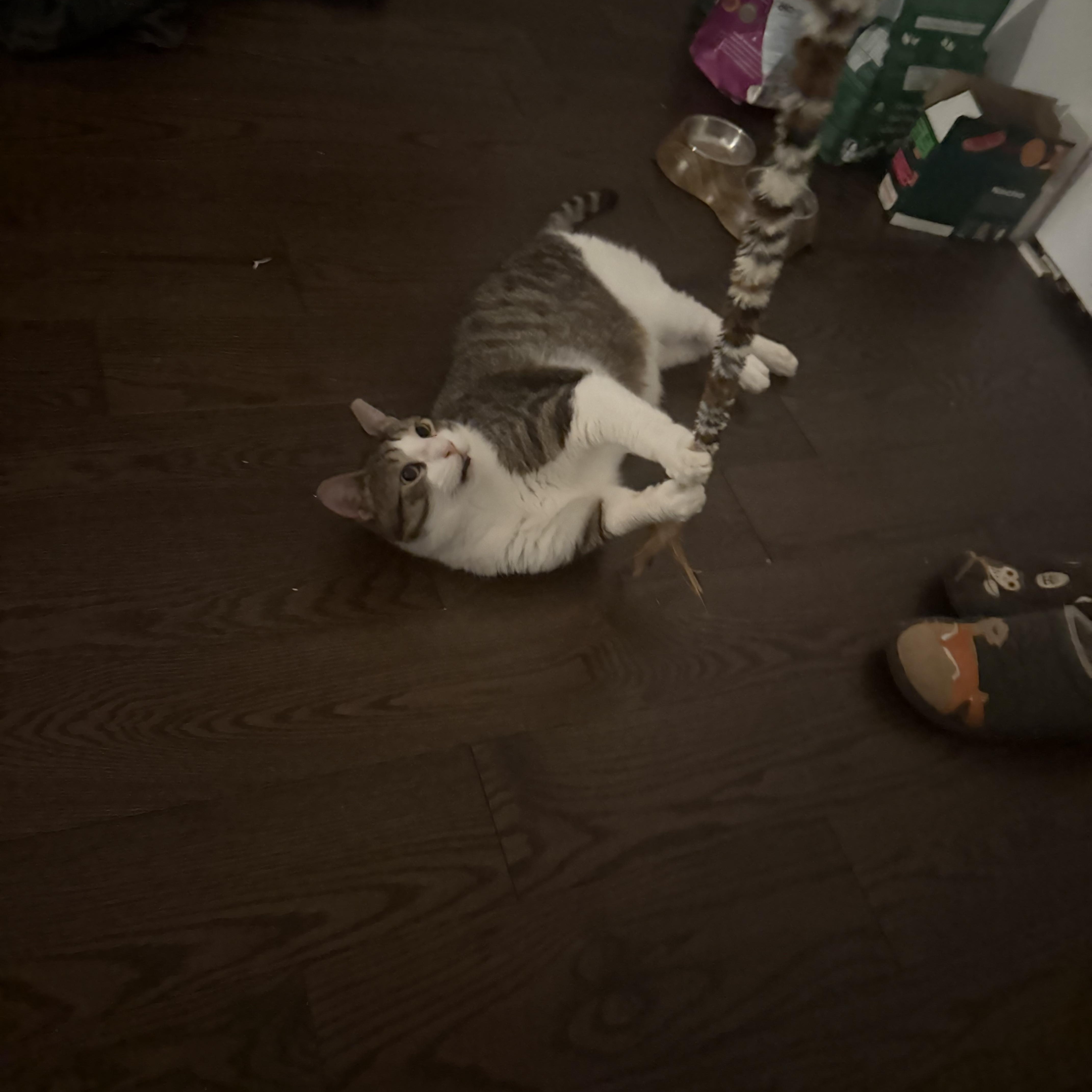 Enlarge Ducky, a Adoptable mixed breed in New York, NY image 3/4