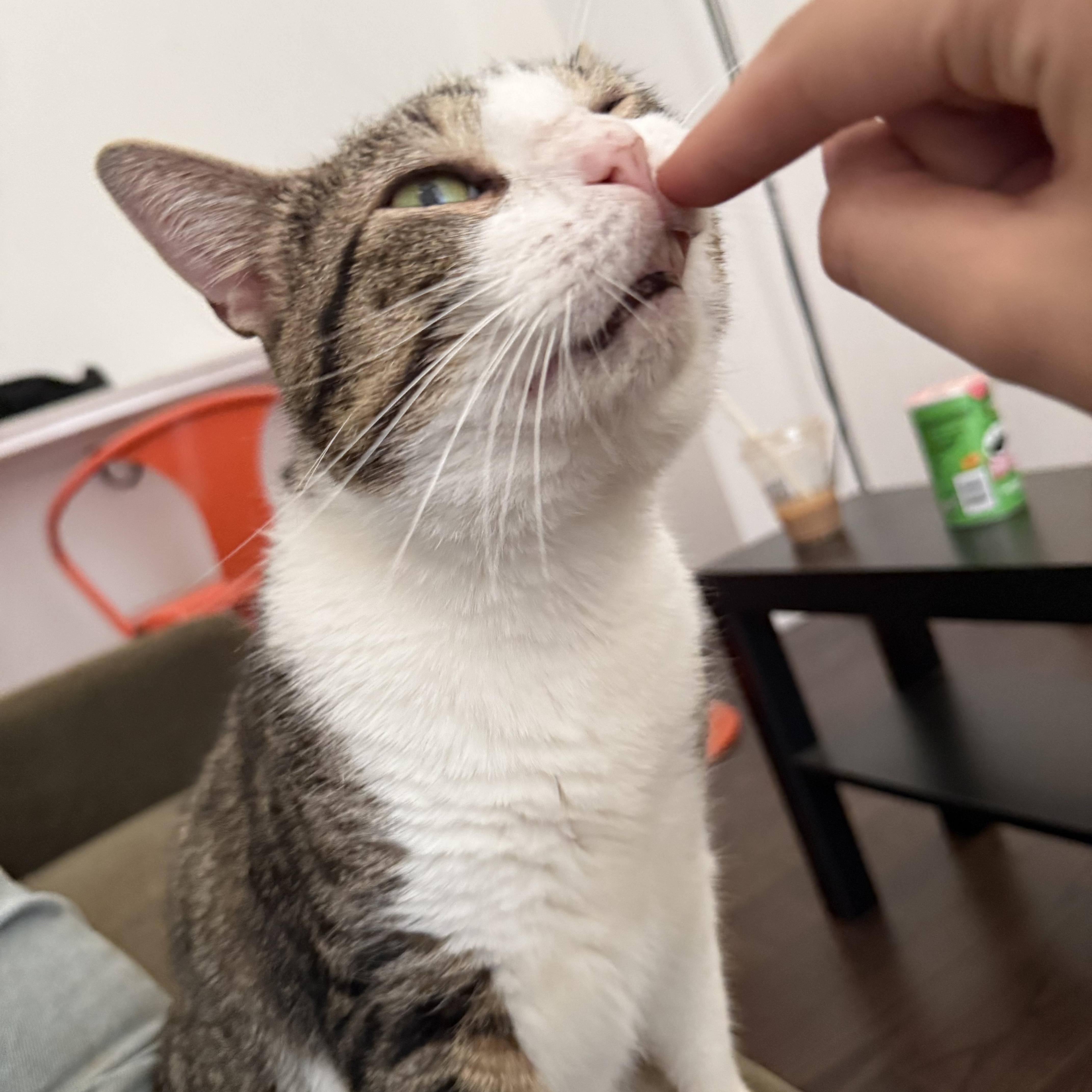 Enlarge Ducky, a Adoptable mixed breed in New York, NY image 4/4