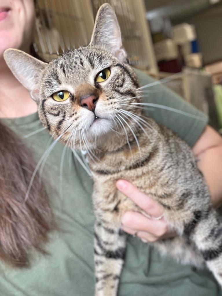 Enlarge Thanos, a Adoptable mixed breed in Menomonie, WI image 1/1