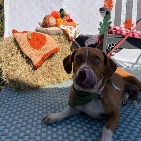 Polly Pocket, Adoptable, Young Female Pit Bull Terrier & Basset Hound.