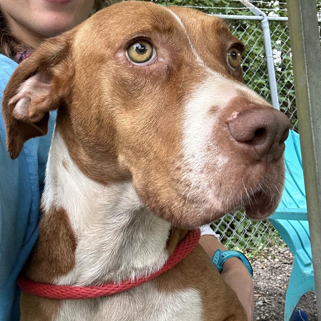 Enlarge Polly Pocket, a Adoptable mixed breed in Newport, NC image 2/6