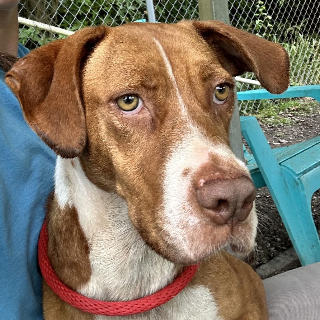 Enlarge Polly Pocket, a Adoptable mixed breed in Newport, NC image 3/6