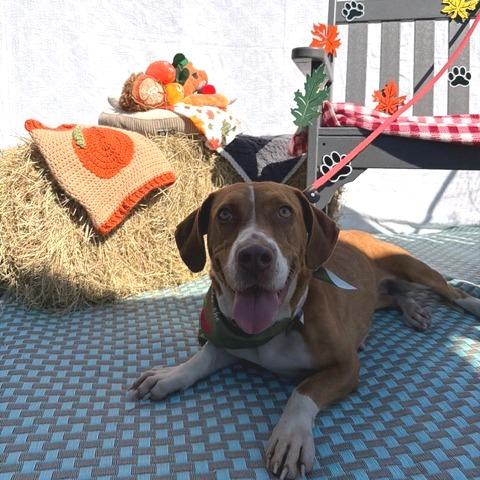 Enlarge Polly Pocket, a Adoptable mixed breed in Newport, NC image 4/6