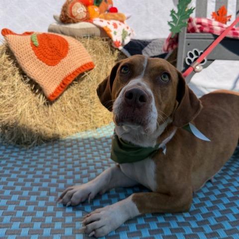 Enlarge Polly Pocket, a Adoptable mixed breed in Newport, NC image 5/6