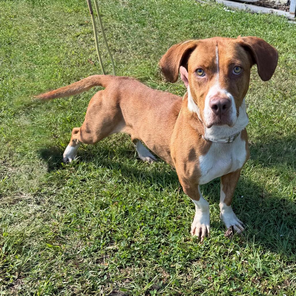 Enlarge Polly Pocket, a Adoptable mixed breed in Newport, NC image 6/6