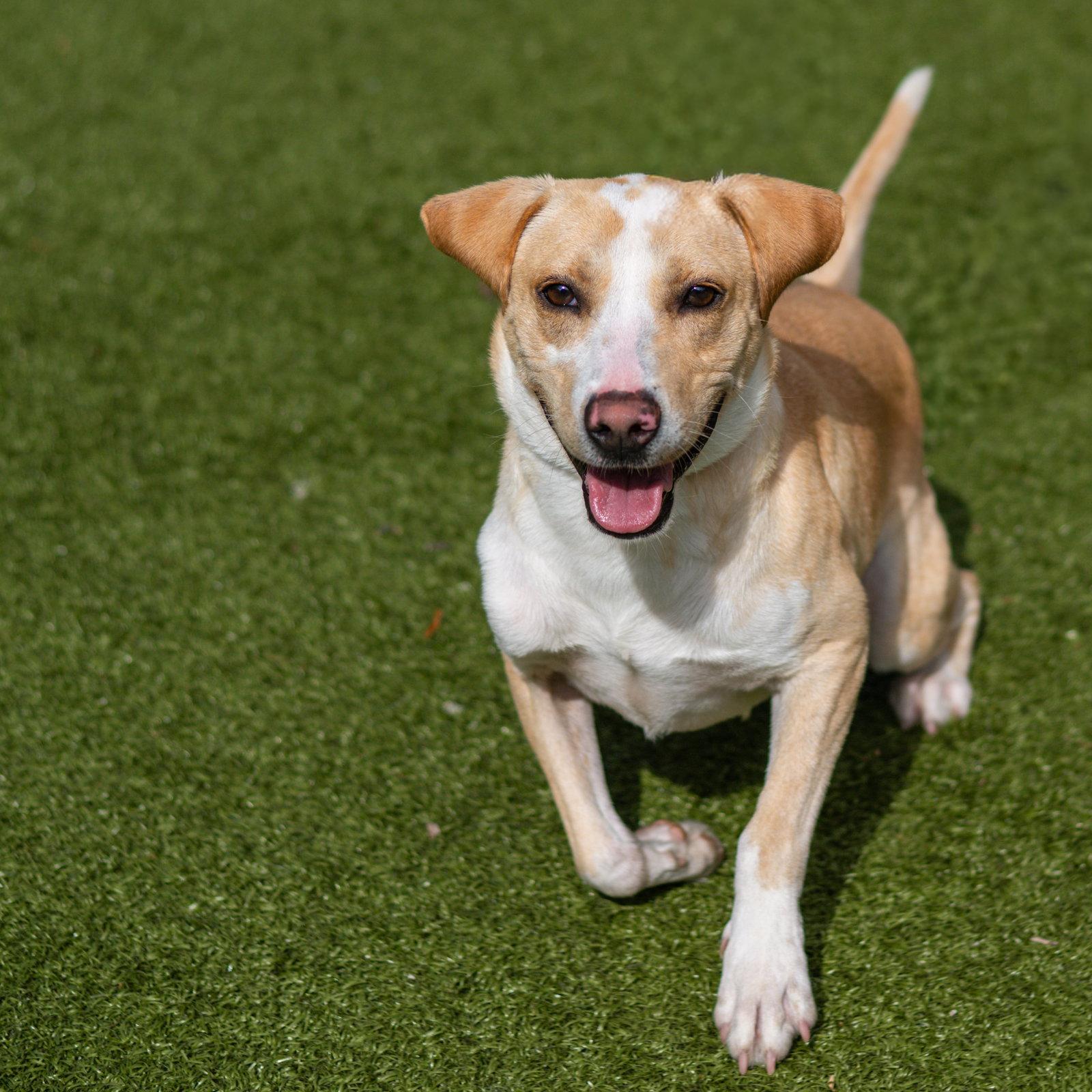 Klaus, a Adoptable Terrier in Hilton Head Island, SC image 1/3