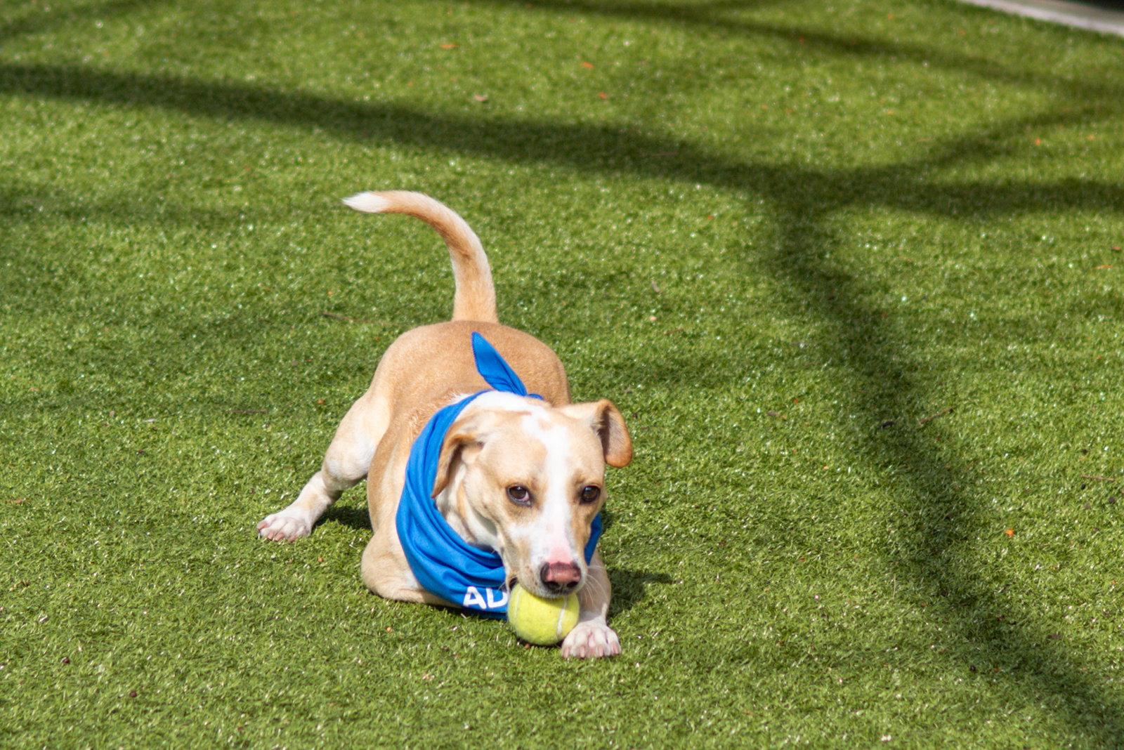 Klaus, a Adoptable Terrier in Hilton Head Island, SC image 2/3