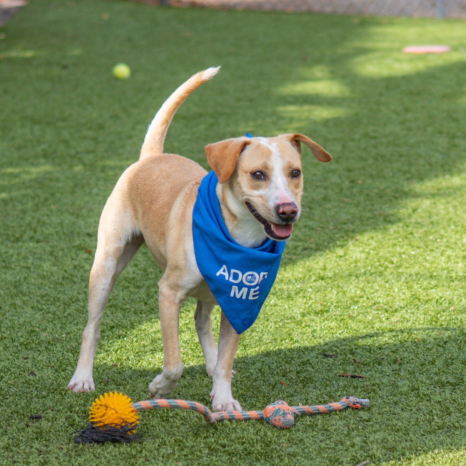 Klaus, a Adoptable Terrier in Hilton Head Island, SC image 3/3