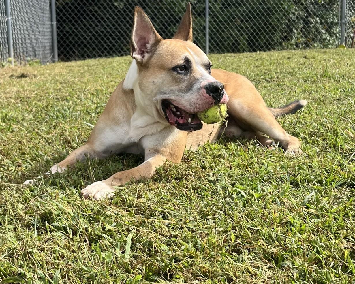 Dandy, a Adoptable Pit Bull Terrier in Blue Ridge, GA image 6/6