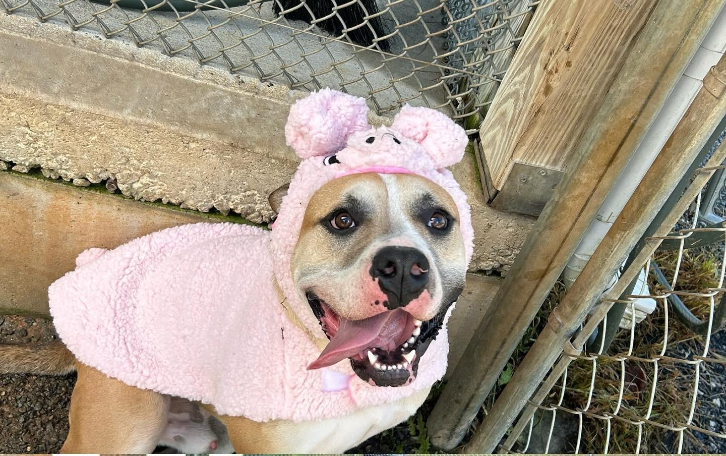 Dandy, a Adoptable Pit Bull Terrier in Blue Ridge, GA image 1/6