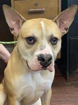 Dandy, a Adoptable Pit Bull Terrier in Blue Ridge, GA image 4/6