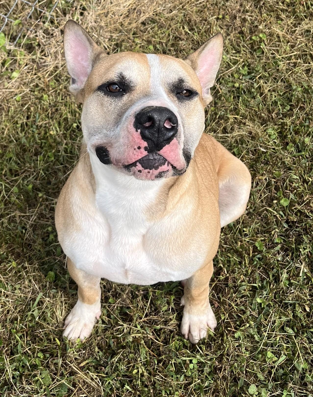 Dandy, a Adoptable Pit Bull Terrier in Blue Ridge, GA image 3/6