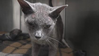 Enlarge Heather, a Adoptable mixed breed in Clinton, MO image 1/1